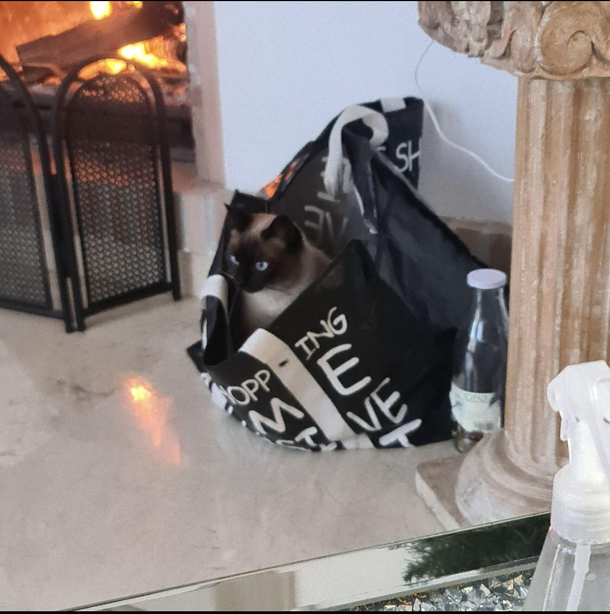 Let the cat out the bag the cat in the bag