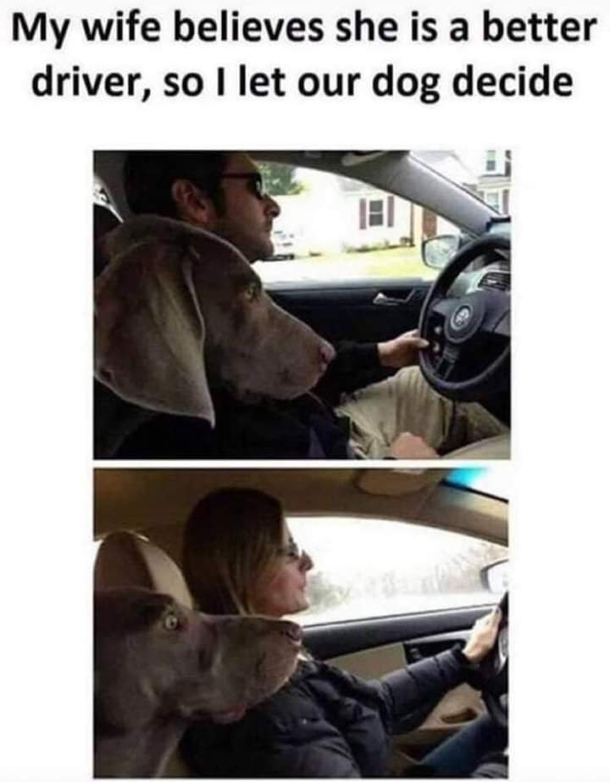 Let the dog decide