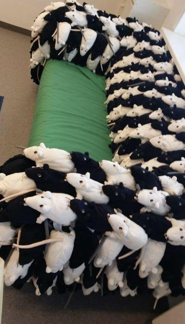 Lets cuddle on the rat sofa