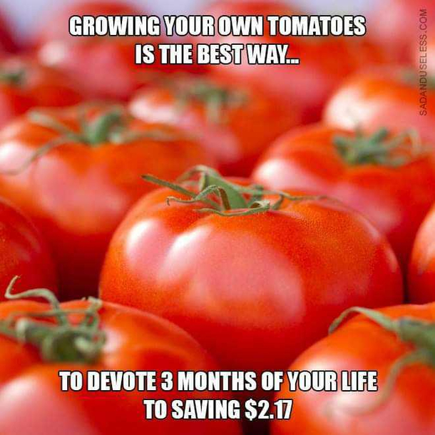 Lets grow some tomatoes