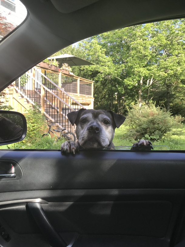 License registration and treats please