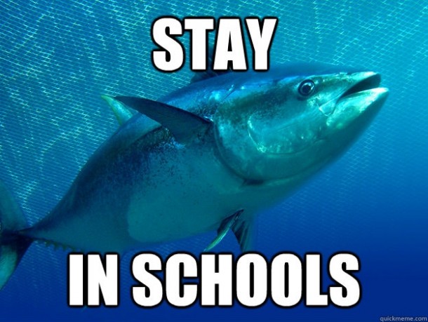 Life Advice Tuna Fish