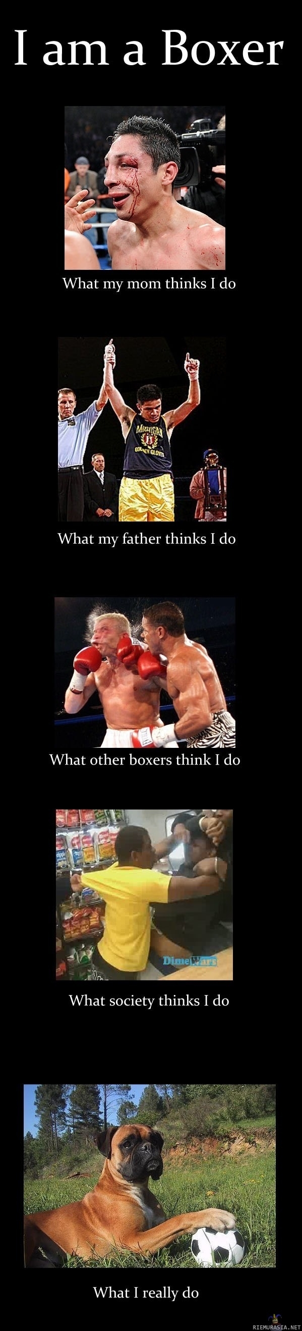 Life as a Boxer