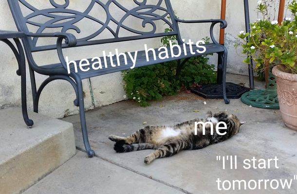 Life as a cat