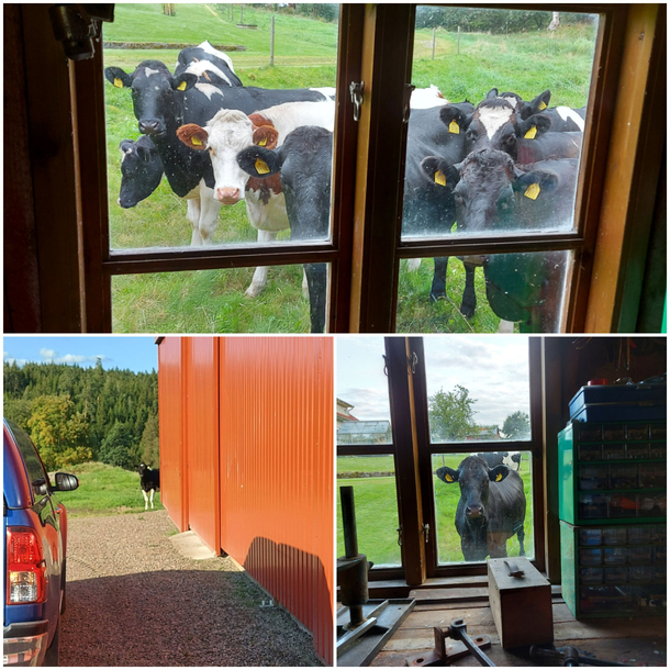 Life at the farm