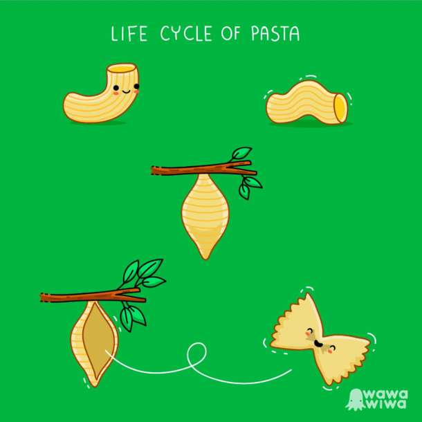 Life Cycle of Pasta