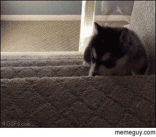 life in one gif