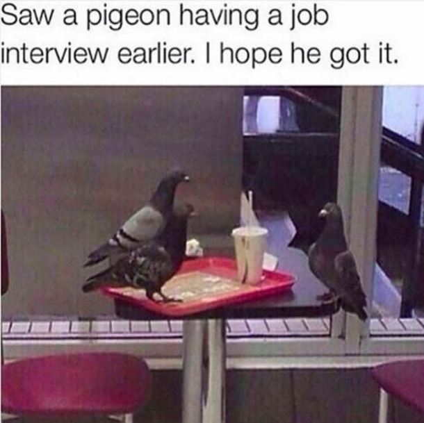 Life is hard for an unemployed pigeon