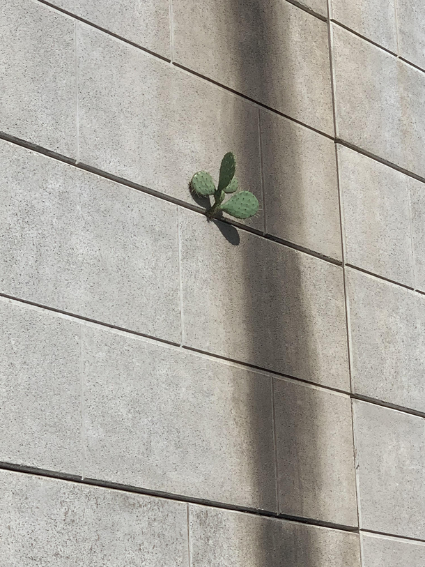 Life Uh Finds a Way