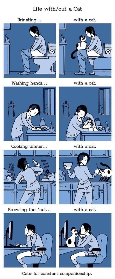 Life with Cats