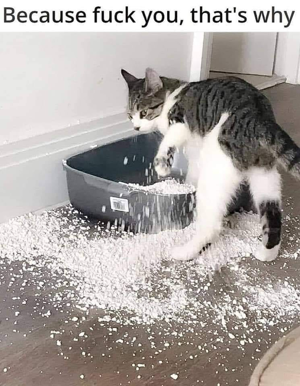 Life with Cats
