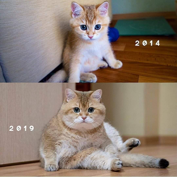 Like a two different cats