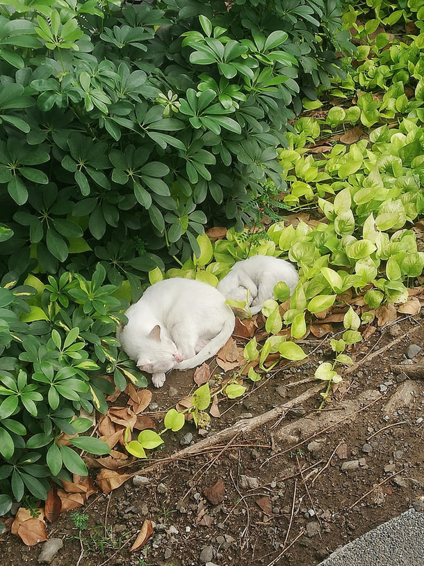 Like mother like daughter