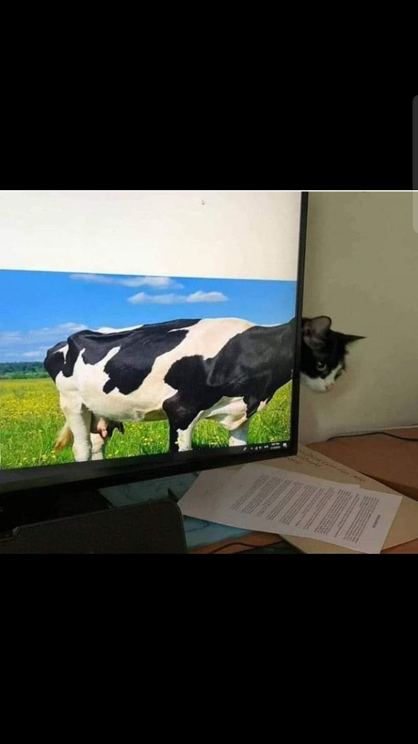 Like my pet cow