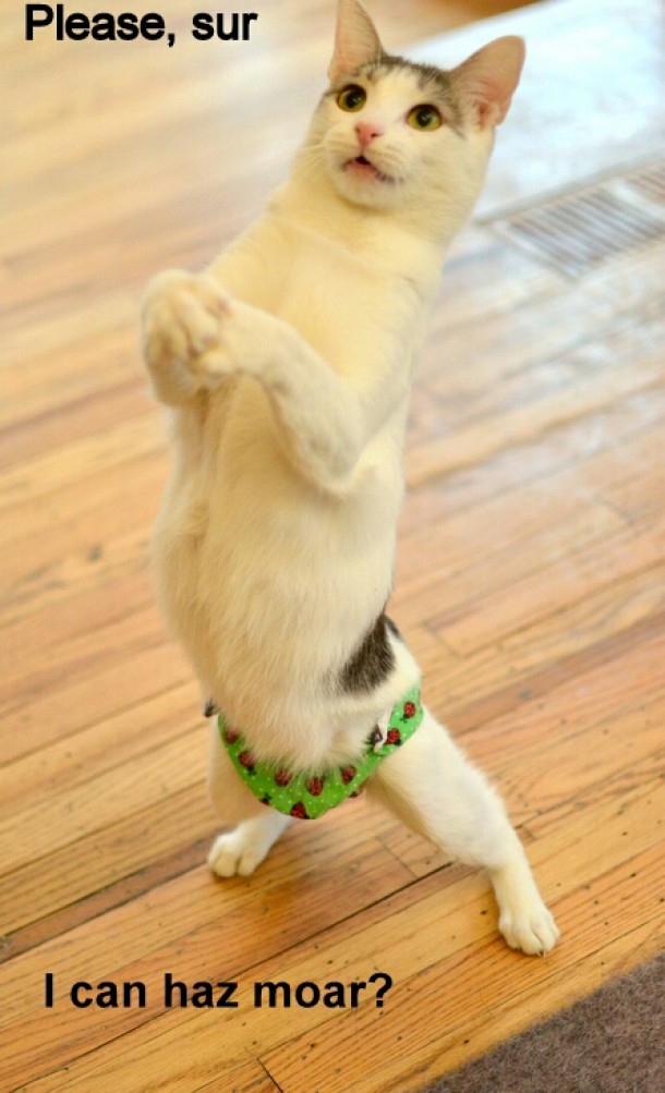 Like Oliver only an incontinent cat in a diaper 