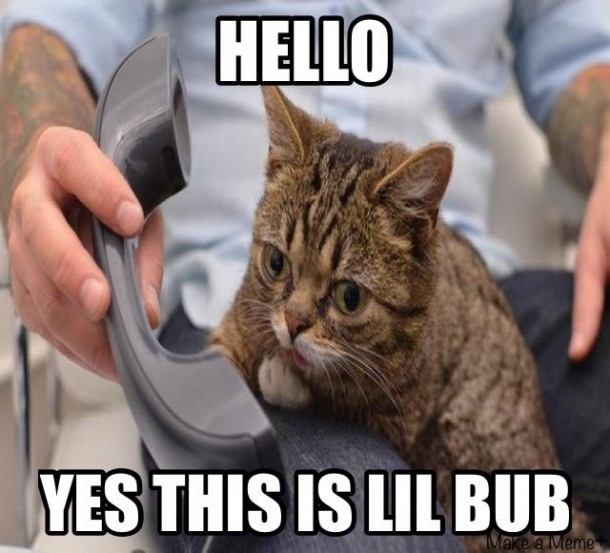Lil bub takes a call - the kitten with dwarfism
