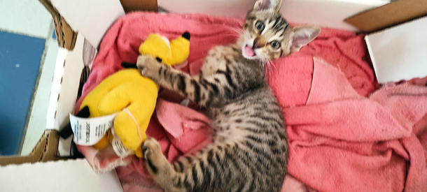 Lil Manolo caught playing with Pluto again