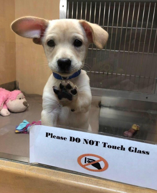Lil rebel