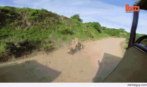 Lion attacks antelope in mid air