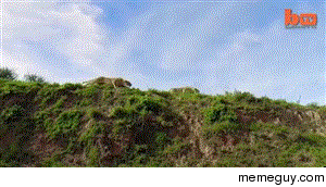 Lion Catches Antelope In Amazing Mid-Air Attack