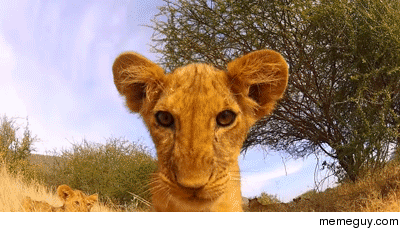 Lion cub finds a GoPro