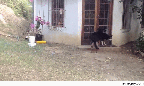 Lion cub stalks a dog