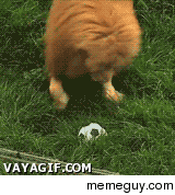 Lion playing soccer