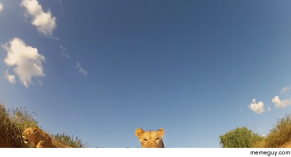 Lioness vs GoPro