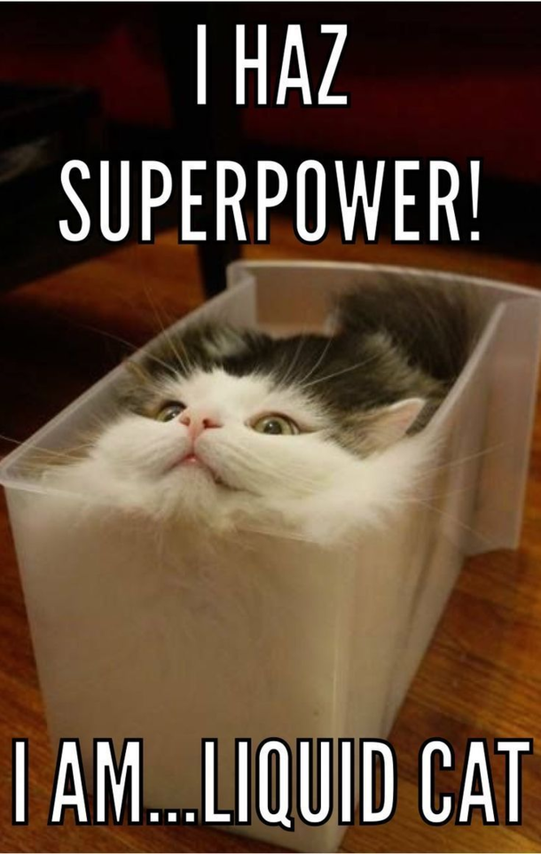 Liquid cat