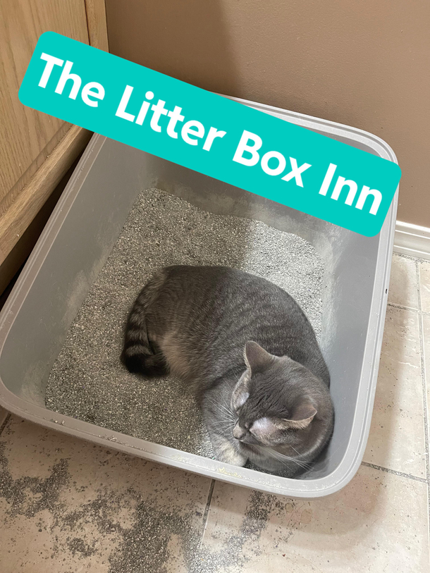 Litter box nap