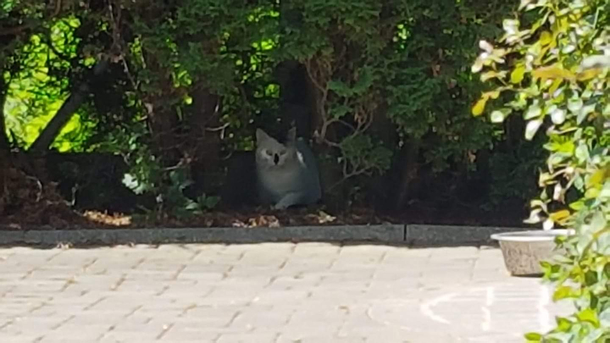 Little Adolf comes every day and lurks in the bushes but I dont have any Poland to give him