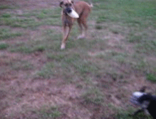 little dog vs big dog