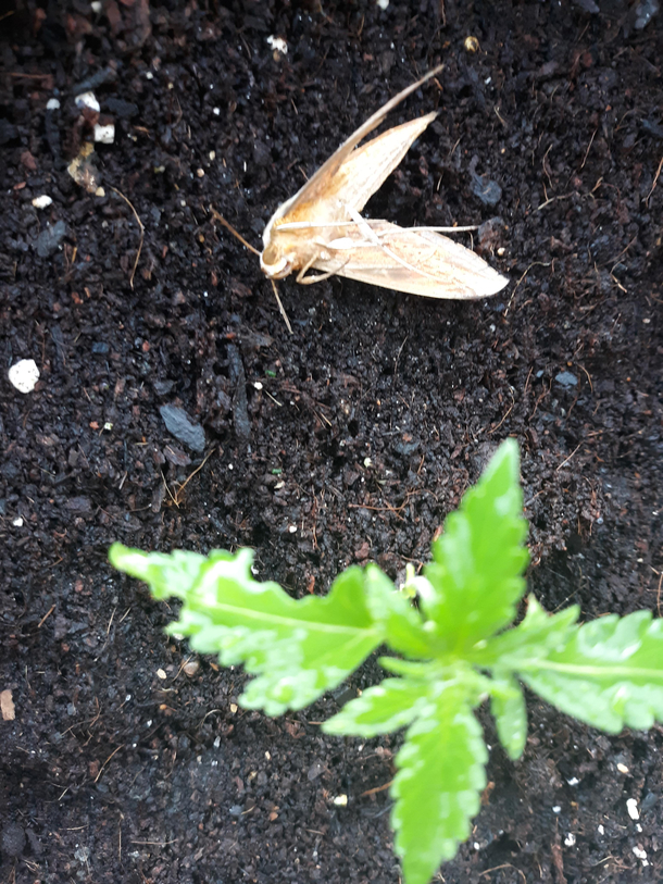 Little moth chomped Cannabis plant Think hes overdosed
