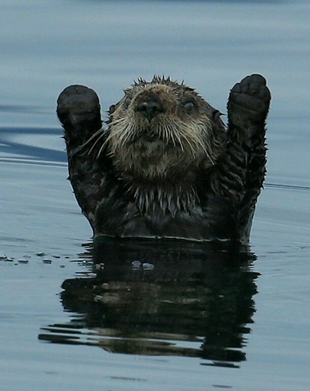 Little otter mistakes camera for gun in heartbreaking photo