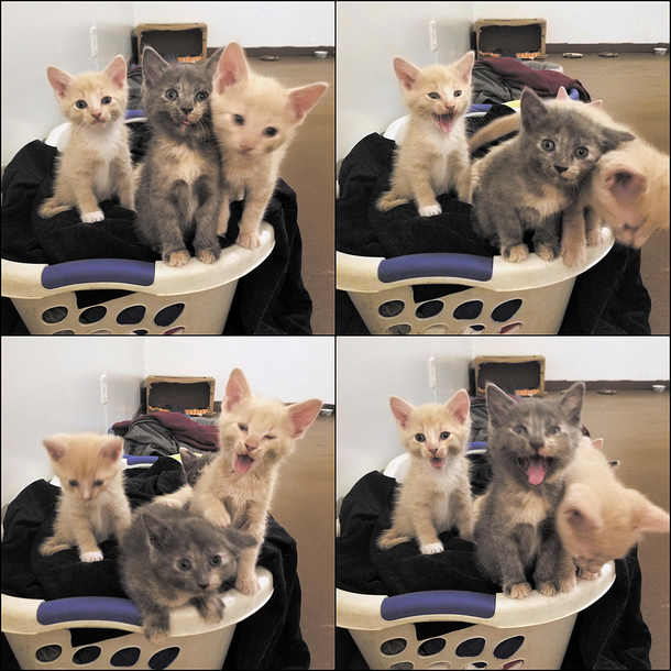 Little tigers