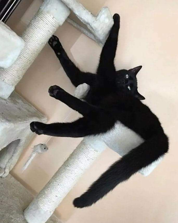 Little Twisted catto
