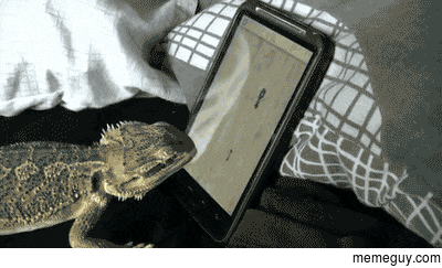 Lizard playing with a smartphone