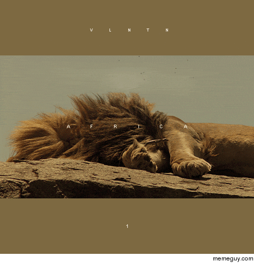 Lizard wakes up Lion