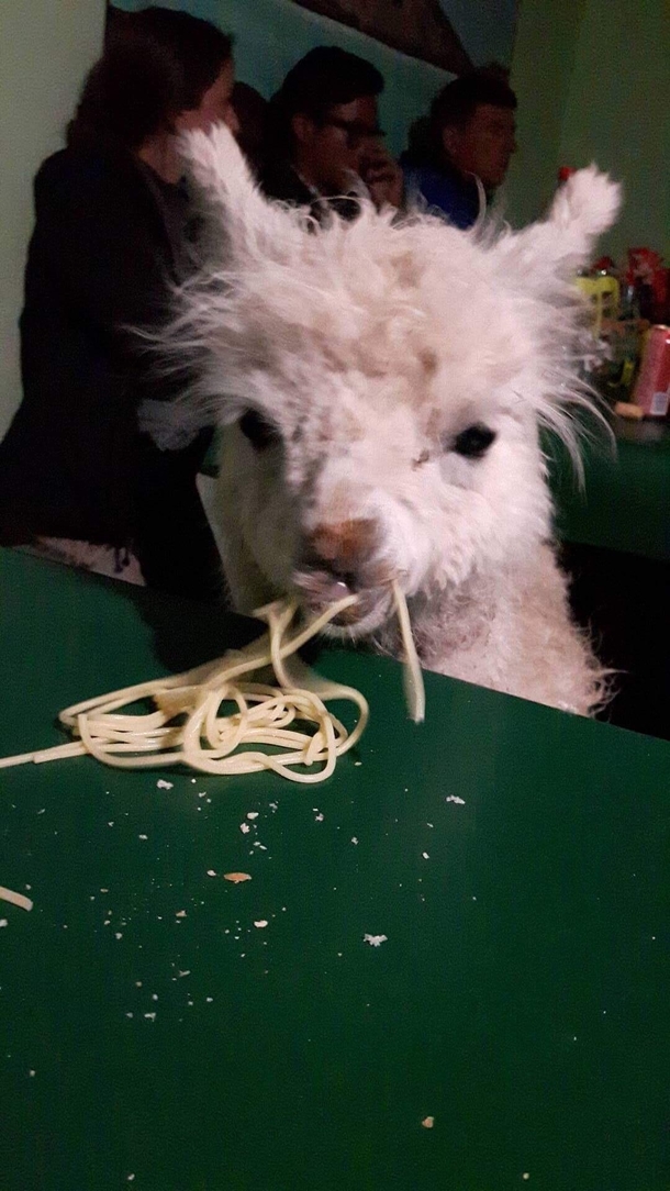 Llama eating pasta