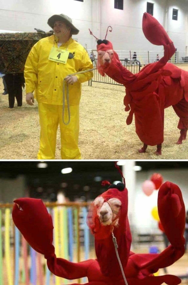 Llama in a lobster costume