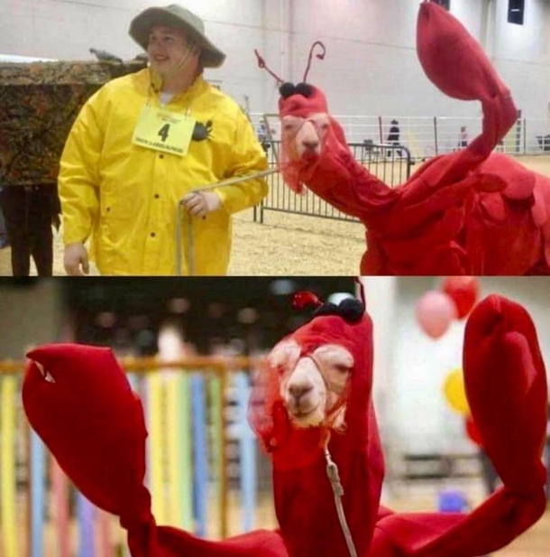 Llama Lobster
