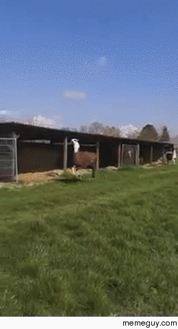 Llama please