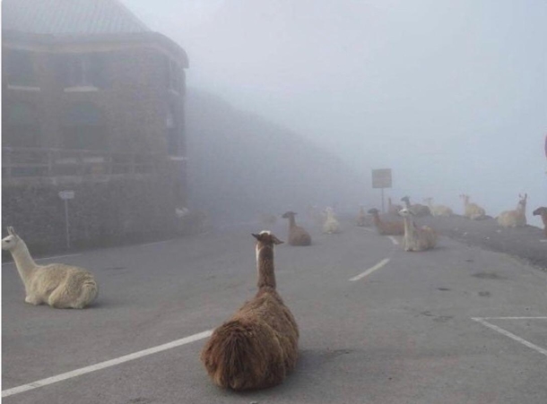 Llamageddon or Alpacalypse