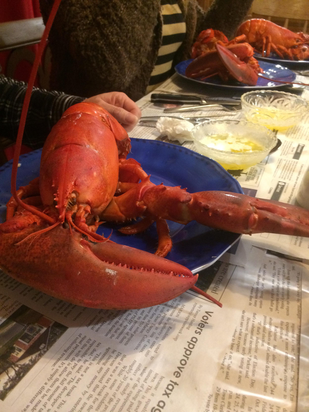 Lobster thinks hes in 