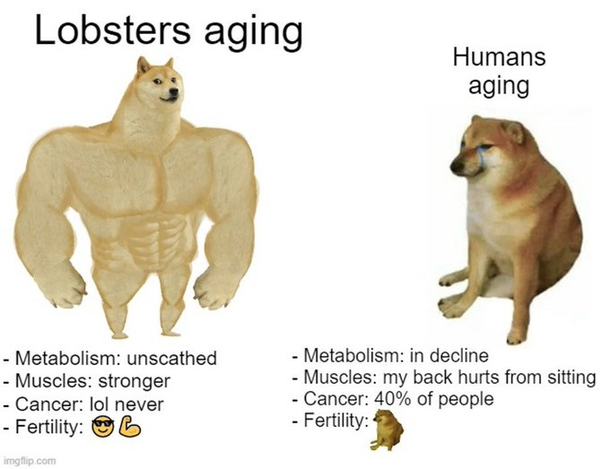 Lobsters do not lose strength experience large shifts in metabolism or loose fertility with age Also a  literature review across more than  years of research found just one credible case of a tumorous growth in the American lobster