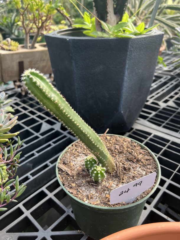 Local Garden Center drives a HARD bargain