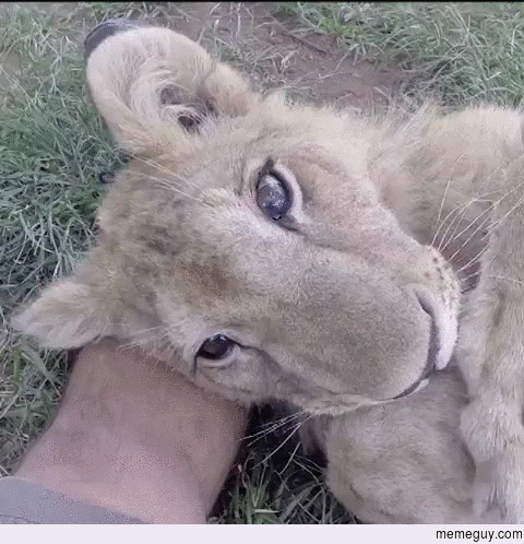 Loins are just big cats