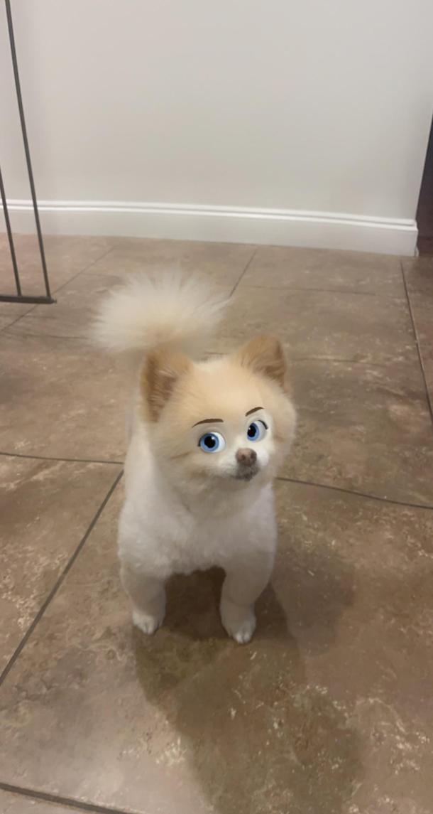 lol my Pom with Disney eyes
