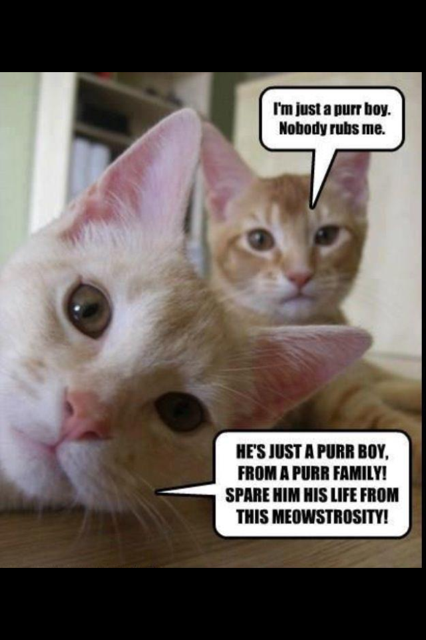 Lolcats Purrform Bohemian Rhapsody