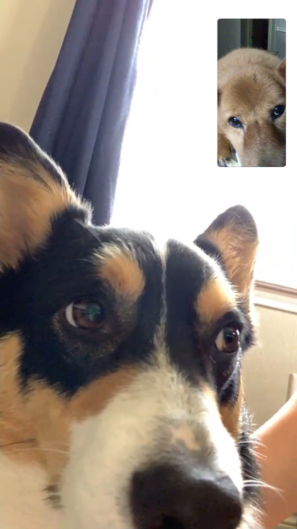 Long distance good bois